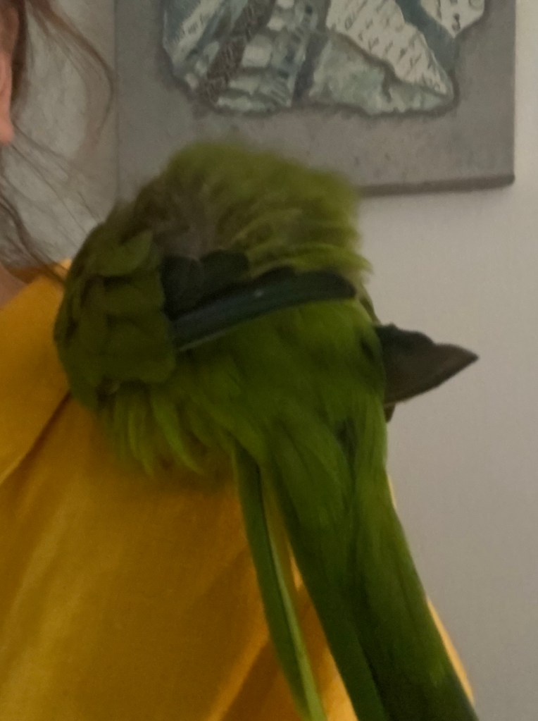 Green parrot napping on a human's shoulder. 